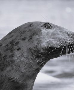 Wzruszające pożegnanie foki Sławy. Warszawskie ZOO podało jej wiek