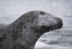 Wzruszające pożegnanie foki Sławy. Warszawskie ZOO podało jej wiek