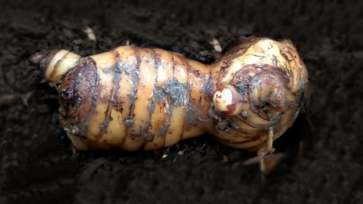 Galangal sprawdzi się szczególnie u osób, które chcą wspierać trawienie i poprawić odporność.