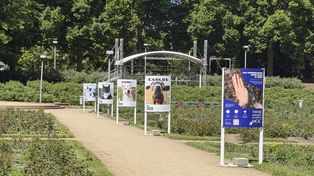 Szczecin: Różany szlak adopcji. Poznaj psy i koty czekające na adopcję [ZDJĘCIA]