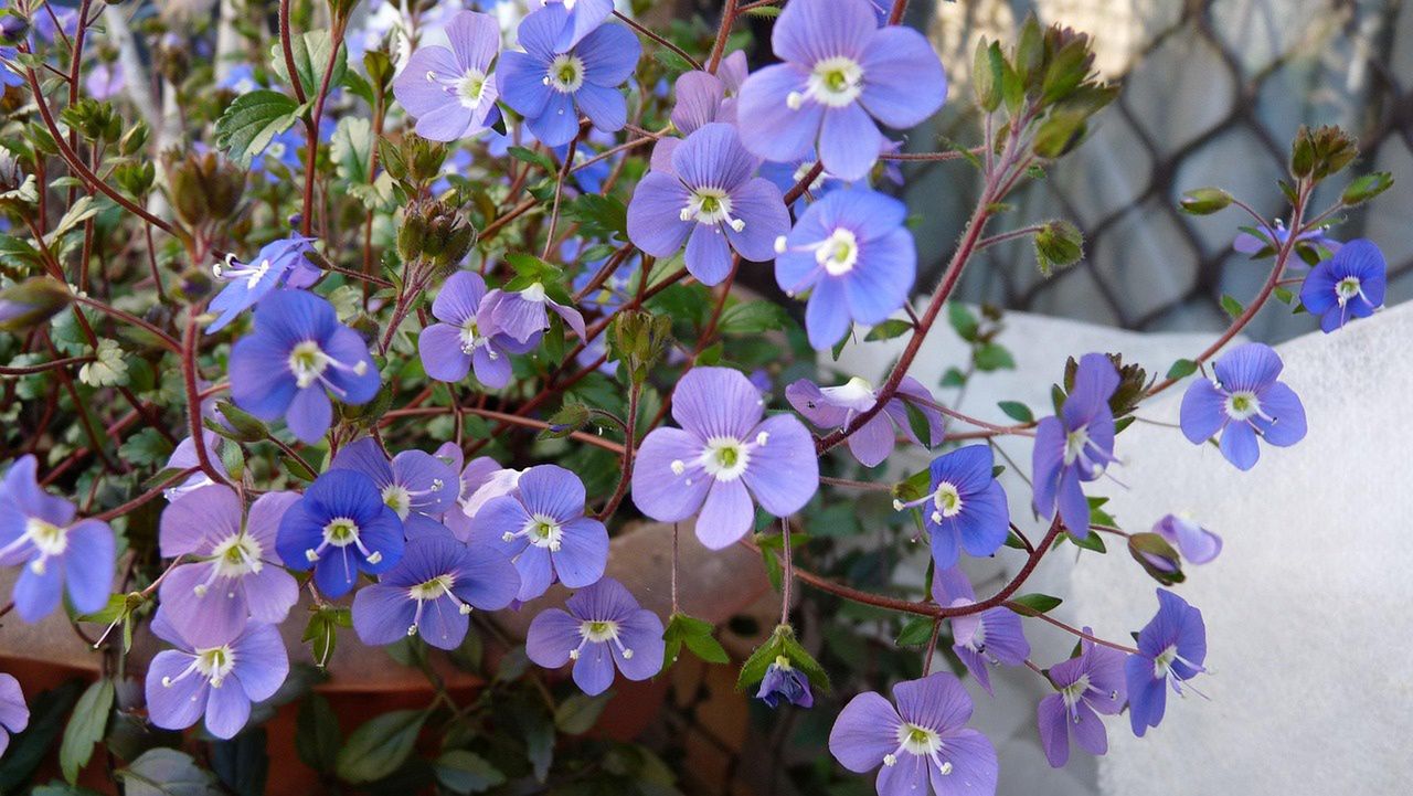 Przetacznik szypułkowy (Veronica peduncularis)