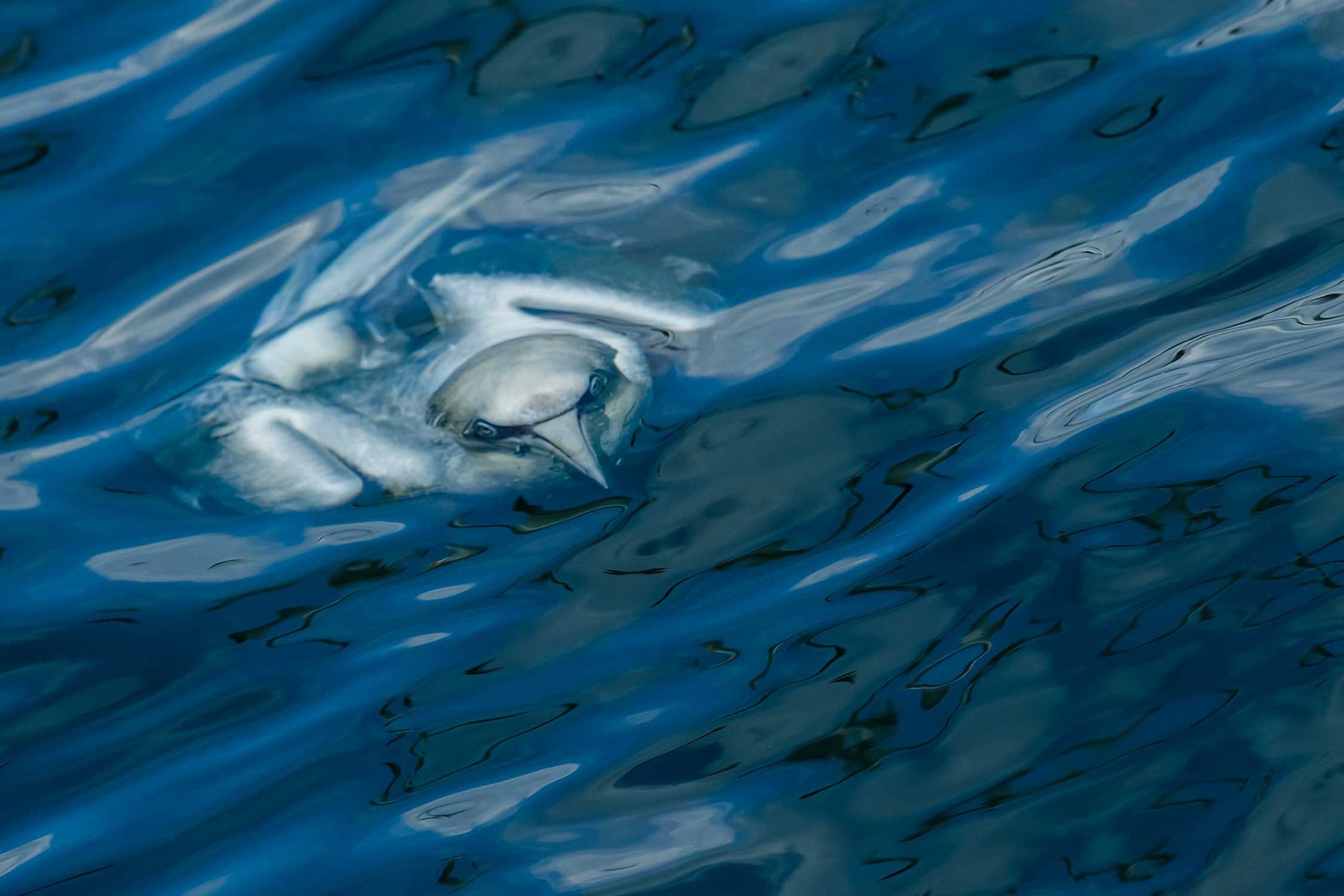 British Wildlife Photography Awards 2017 – najlepsze zdjęcia dzikiej przyrody z Wielkiej Brytanii. Zobaczcie ich historie 5
