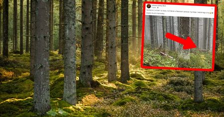 Zdjęcia z lasu w Beskidach obiegły sieć. "Dostałabym zawału"
