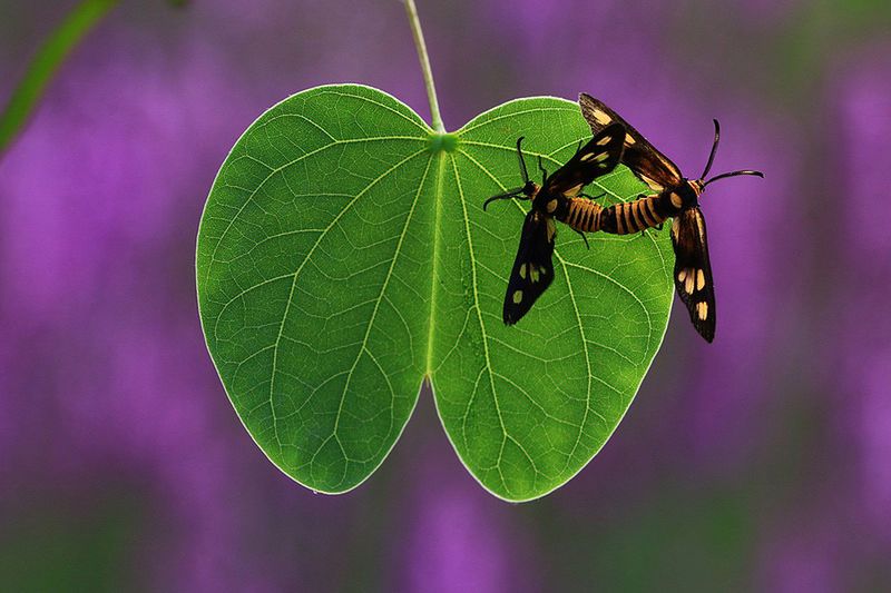 Znamy zwycięzców konkursu International Garden Photographer of the Year 2016 28