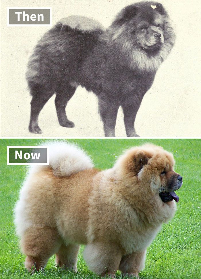 Chow chow