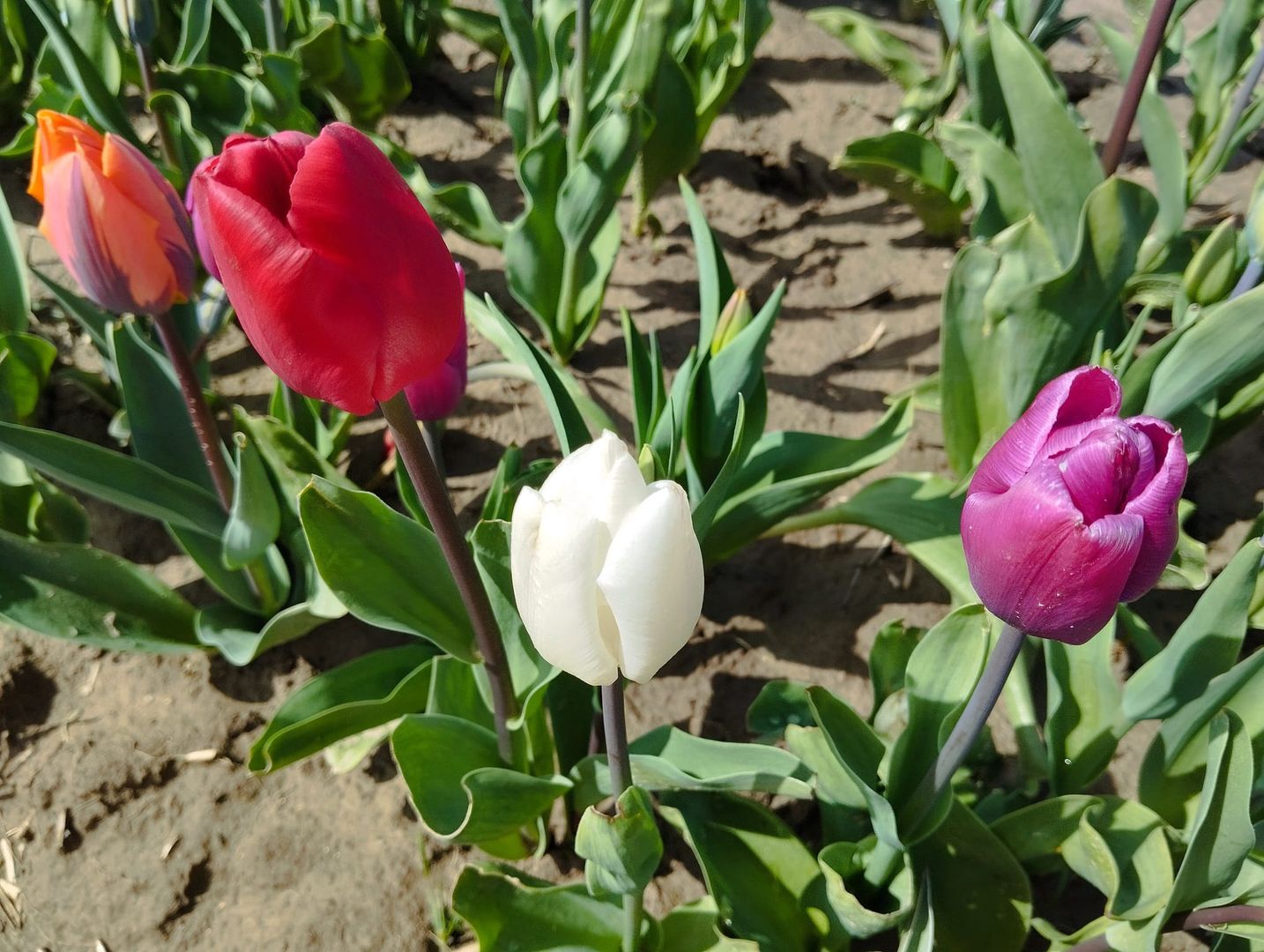 Tulipany na Żuławach zachwycają różnorodnością
