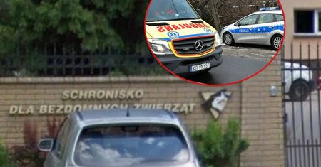 Chcieli swojego psa. W Boże Narodzenie zgotowali pracownikom piekło