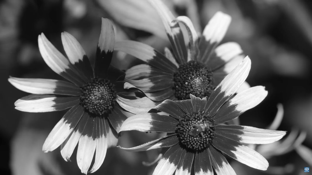 Jak robić zdjęcia ultrafioletowe? Tego nie widzi ludzkie oko 1