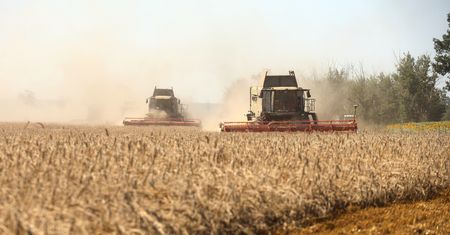 Globalne ocieplenie uderza w rolnictwo. Ceny pszenicy w górę