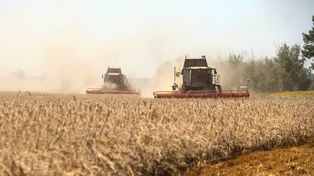Globalne ocieplenie uderza w rolnictwo. Ceny pszenicy w górę