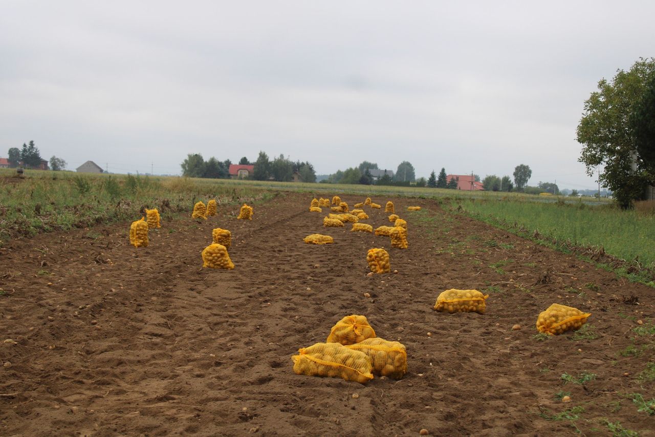 Płacą 5 groszy za kilogram ziemniaków. Minister namawia, żeby się zrzeszać