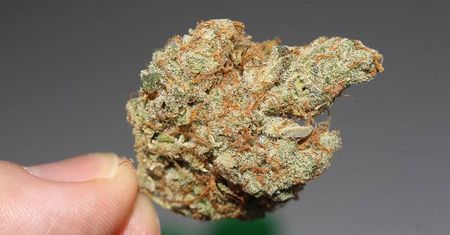 Medyczna marihuana od poniedziałku w polskich aptekach. Sprawdź adresy