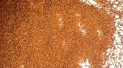 Teff - zboże które nie boi się anemii