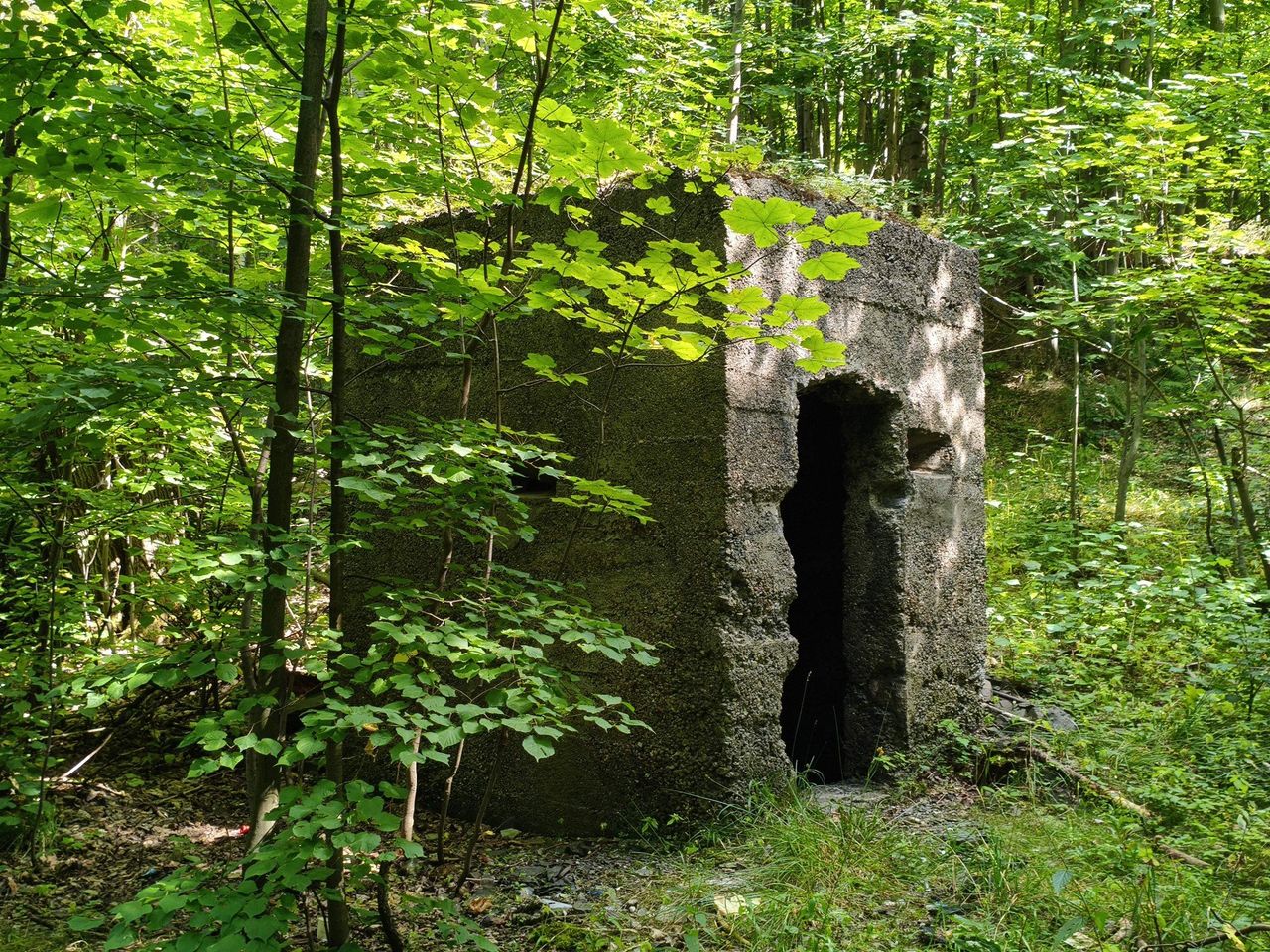 Betonowe bunkry i ruiny w środku lasu na stoku Dłużyny w Górach Wałbrzyskich. Co tutaj było?