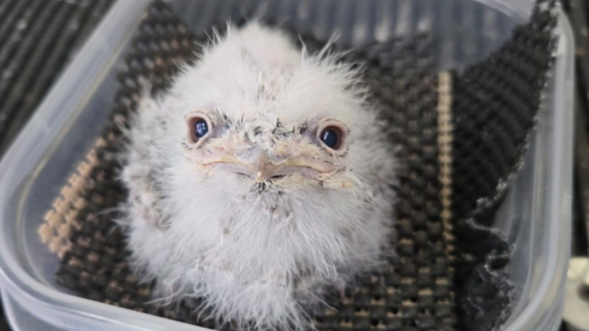 Pierogi — takie imię nosi paszczak australijski z zoo w Atlancie