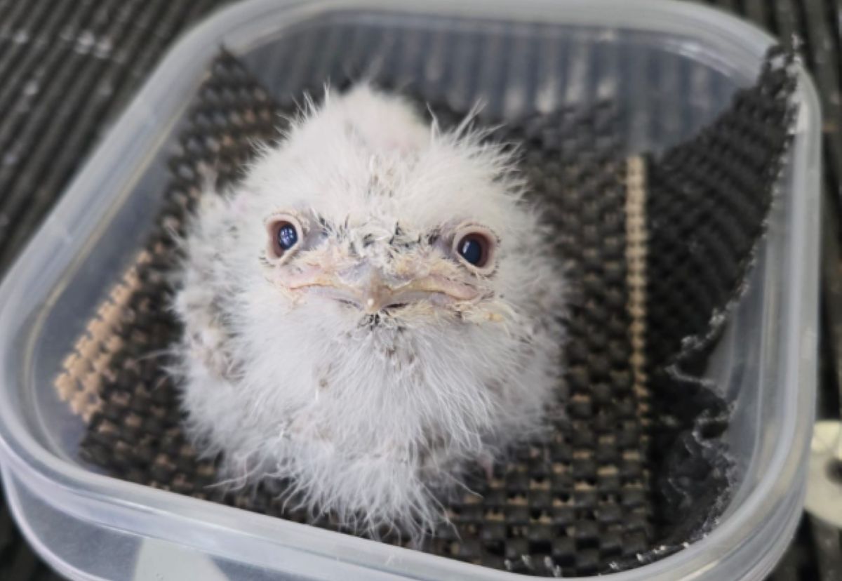 Atlanta Zoo introduces Pierogi, the adorable tawny chick