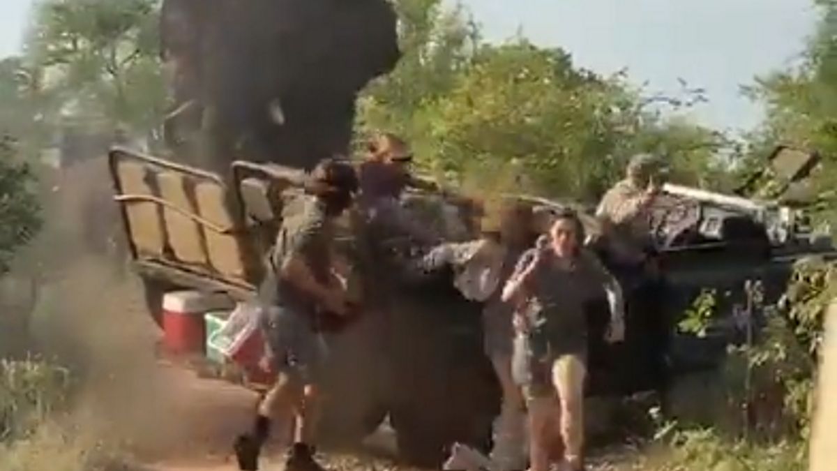 Słoń zaatakował turystów