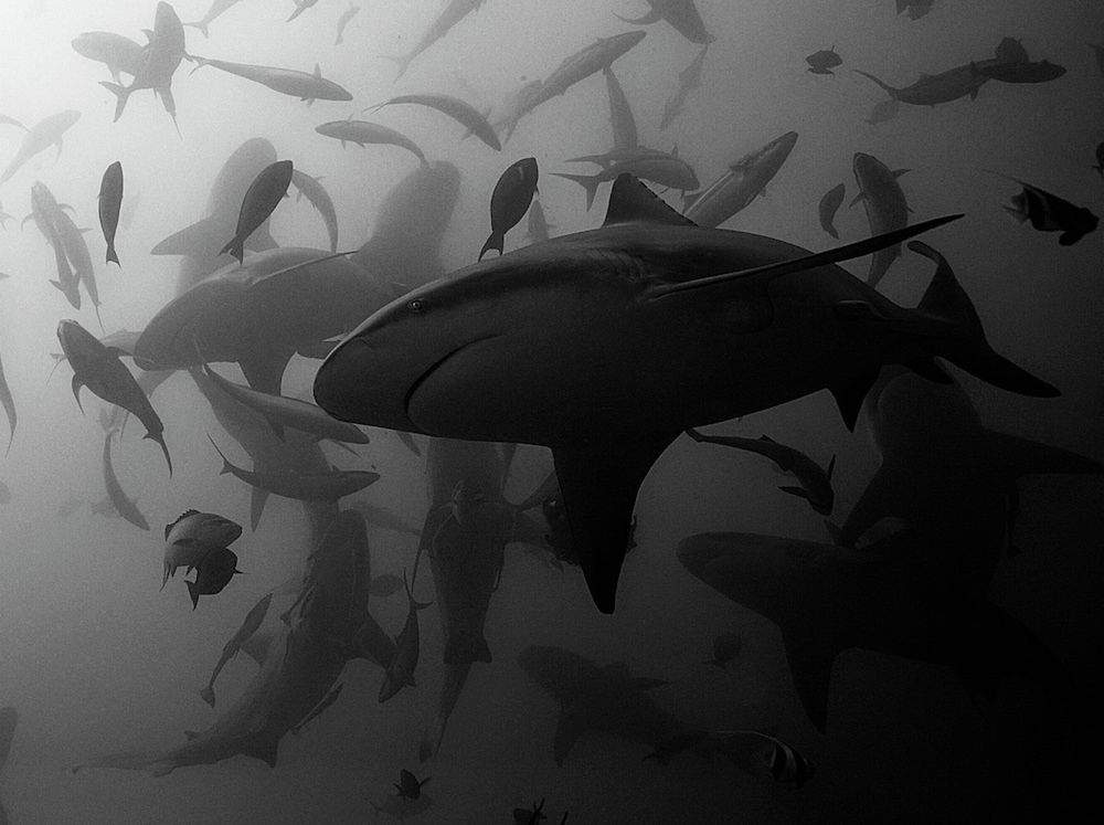 Monochrome Photography Awards 2019: wielu Polaków wśród wyróżnionych 5