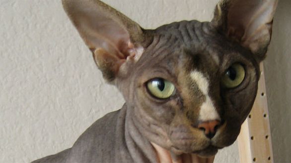 12 najdziwniejszych ras kotów na świecie 1