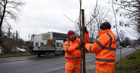 Bytom. Będzie zielono, miasto posadzi ponad 113 drzew wzdłuż drogi