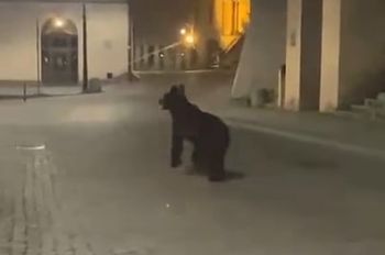 Niedźwiedź w samym centrum Przemyśla. Jest komentarz z miasta