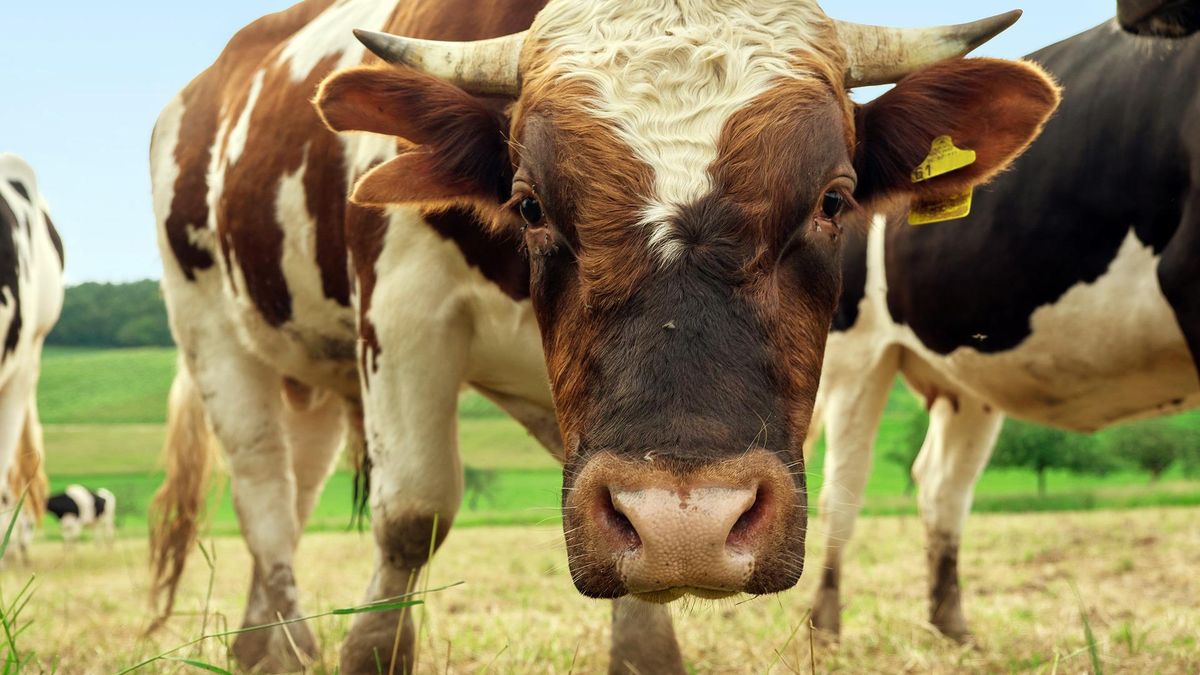 Byki uciekły z gospodarstwa [zdj. ilustracyjne]