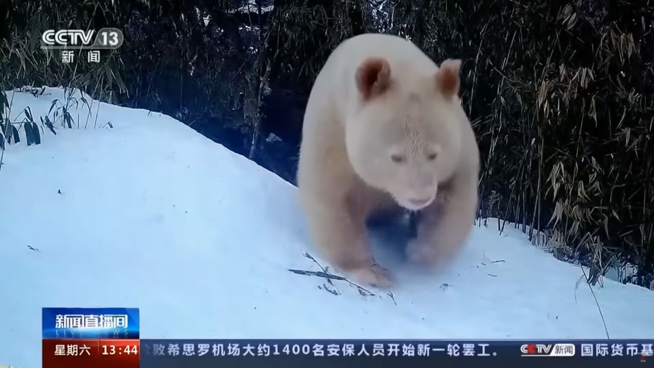 Jedyna na świecie panda-albinos złapana na filmie. Jest przepiękna!