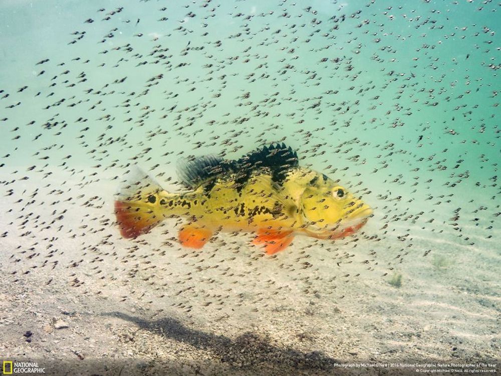 Fotografie natury, która nie przestaje zachwycać. Oto finałowe prace konkursu National Geographic Nature Photographer of the Year 2016 33