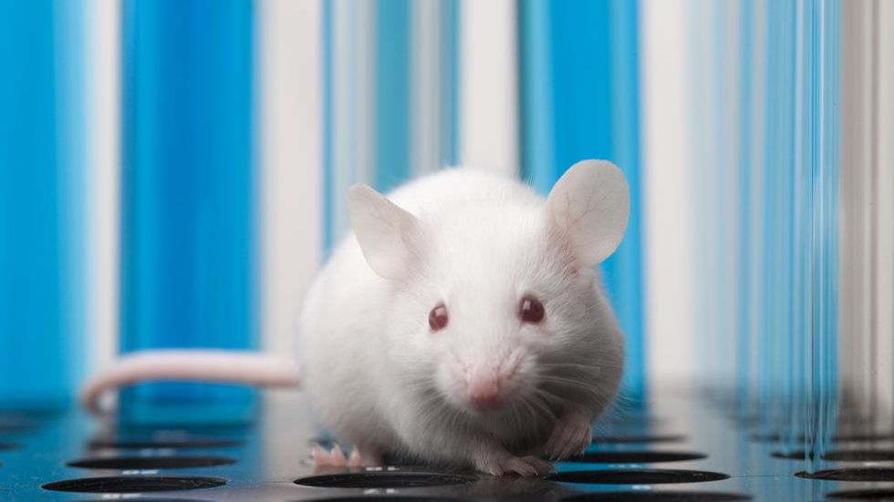 Program BRAIN: zdalnie sterowana, żywa mysz. Zrobią to samo z człowiekiem? 1