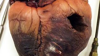 Fragment wampira na sprzedaż 1