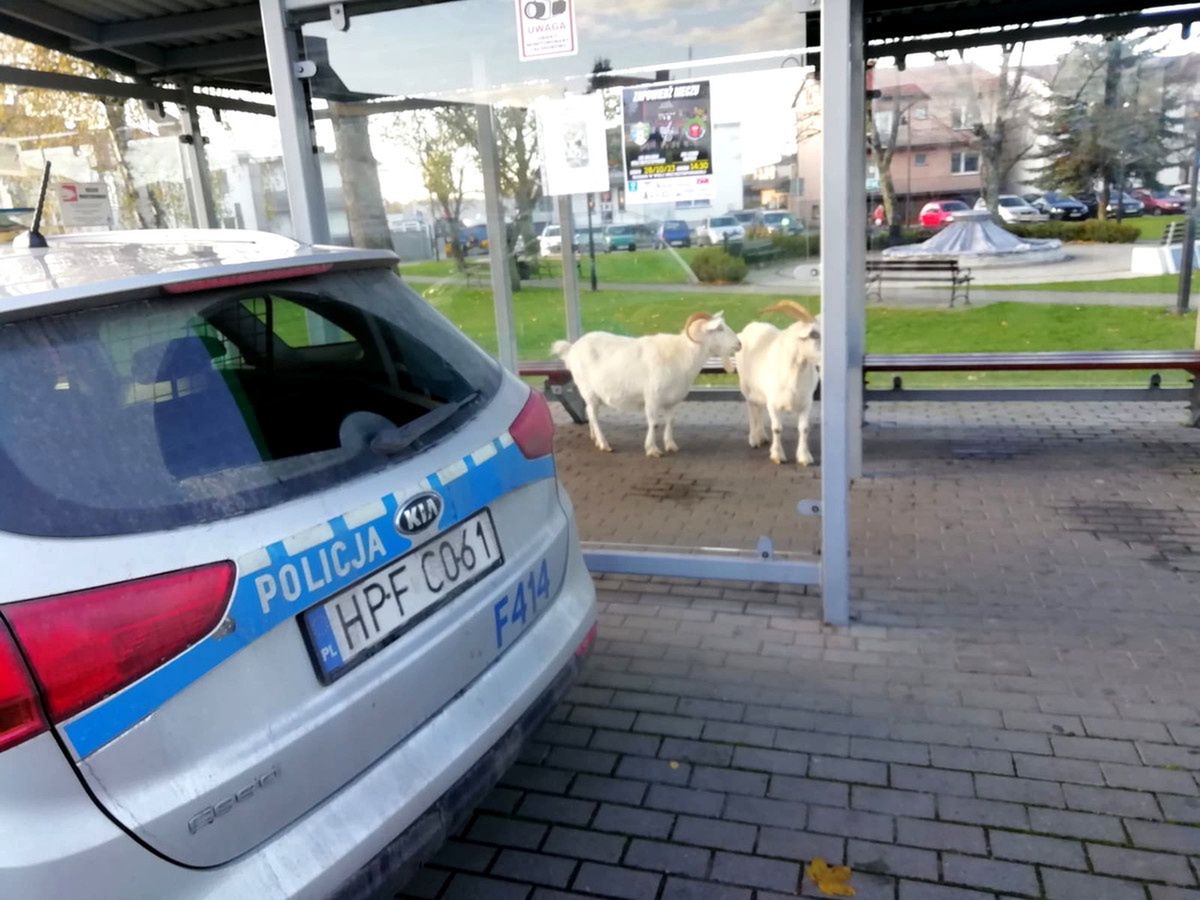 Zamiast autobusu, podjechał radiowóz