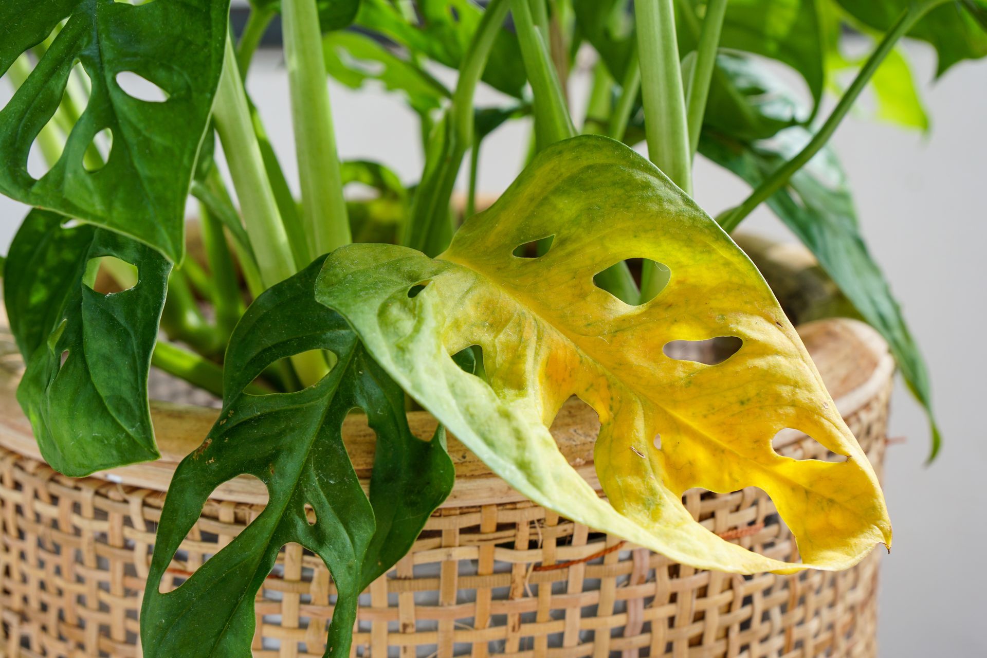 Monstera ma te licie? Oto jaki popeniasz bd