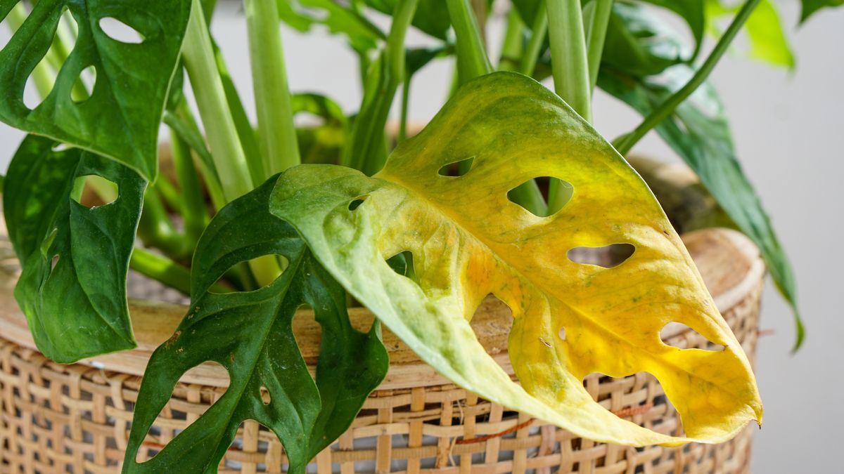 Overwatered monstera houseplant.
houseplant, yellow, leaf, underwatered, wilting, overwatered, un, houseplant, yellow, leaf, underwatered, wilting, overwatered, underwatering, overwatering, sick, monstera, adasonii, swiss, care, cheese plant