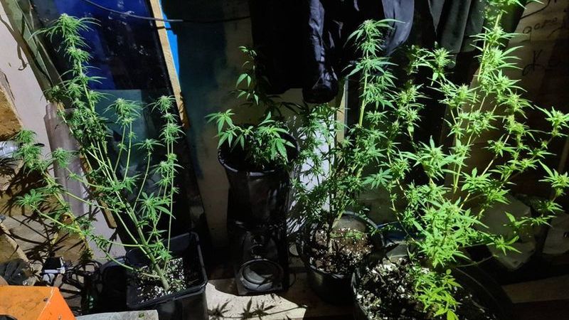 marihuana