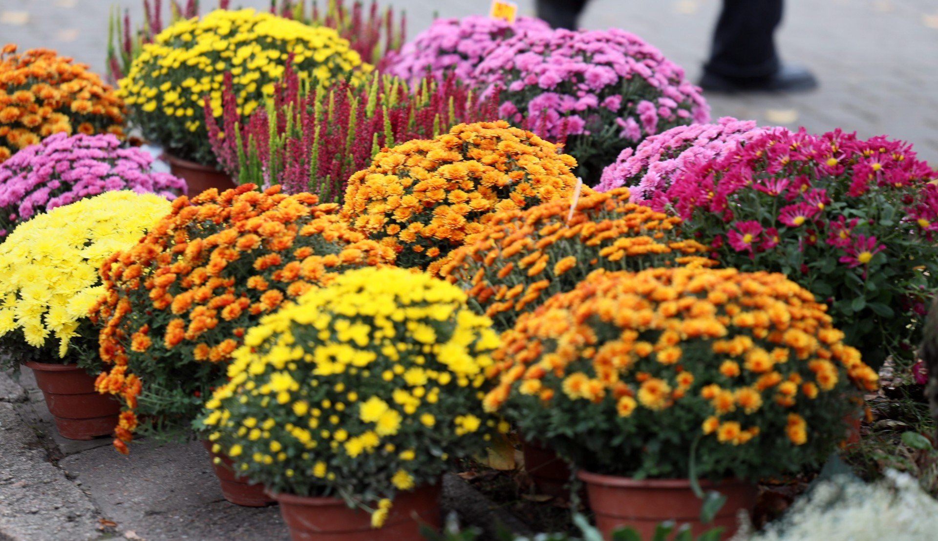 Trwają ostatnie przygotowania przed Wszystkimi Świętymi na cmentarzu przy ulicy Lipowej w Lublinie.
