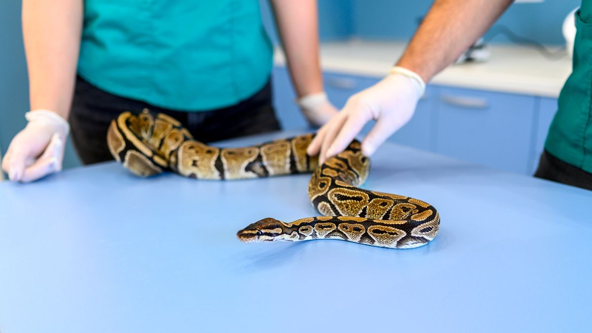 Celnicy znaleźli w spodniach mężczyzny trzy pytony birmańskie (zdj. ilustracyjne)