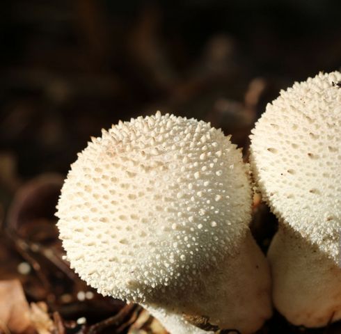 Purchawka to pospolity gatunek grzybów, który występuje na całym świecie. Z wyglądu nieco przypomina pieczarkę, ale budzi większe zainteresowanie, zwłaszcza wśród dzieci. 