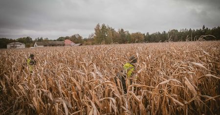 Terytorialsi przeszukiwali chaszcze, pola i lasy pod Lublinem. Po nocnym obiekcie nie ma ani śladu | ZDJĘCIA