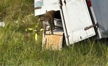 Małpy uciekły z transportu w USA. Policja: zwierzęta były agresywne