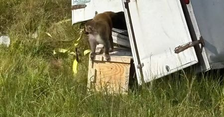 Małpy uciekły z transportu w USA. Policja: zwierzęta były agresywne