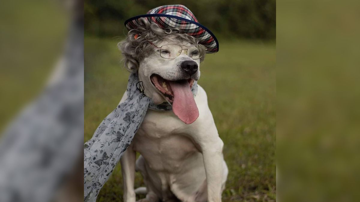 Listopad "Miesiącem adopcji starszych zwierząt". Te zdjęcia zachęcaja do działania! 1