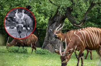 Warszawskie zoo żegna Helę. Najstarsza samica antylopy bongo nie żyje
