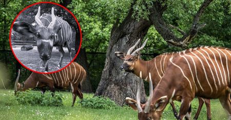 Warszawskie zoo żegna Helę. Najstarsza samica antylopy bongo nie żyje