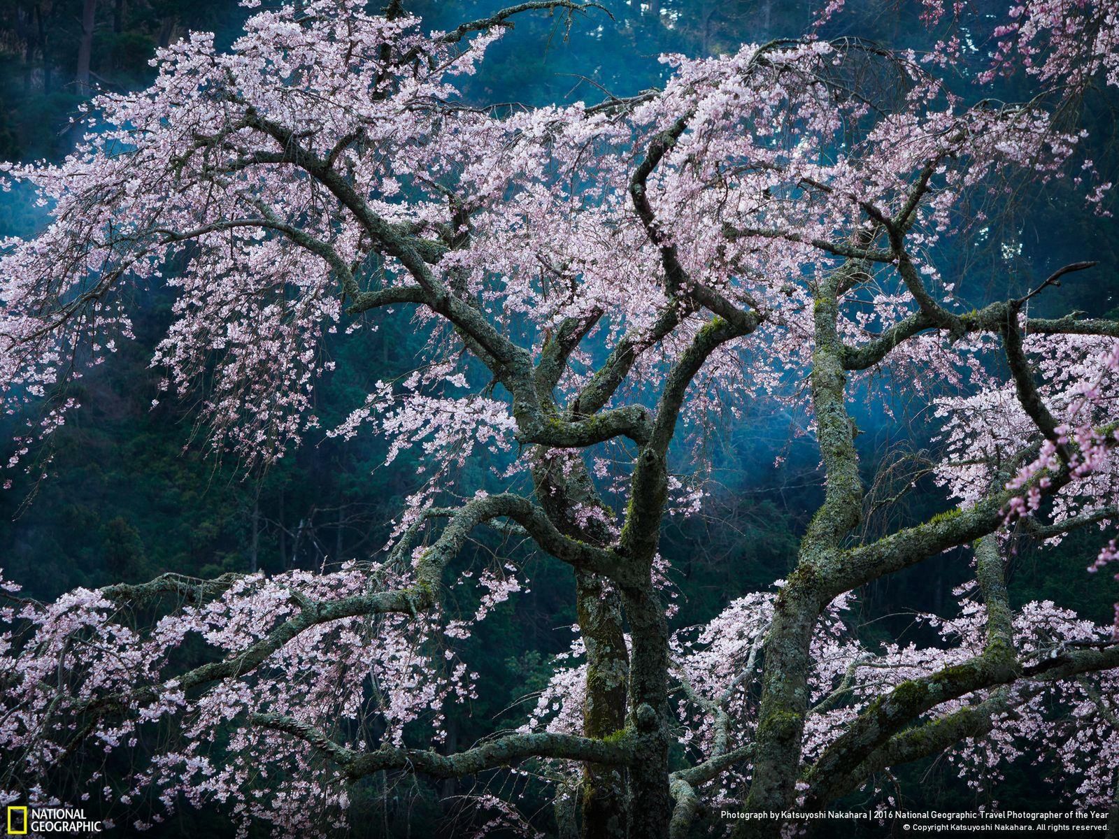 Najciekawsze prace konkursu National Geographic Travel Photographer of the Year 2016 18