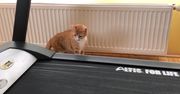 Kot i bieżnia w domu. To musiało się tak skończyć