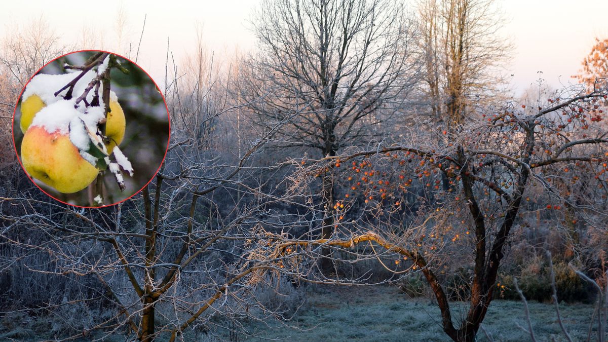 Sadownicy znów boją się o swoje plony. Zdjęcie ilustracyjne