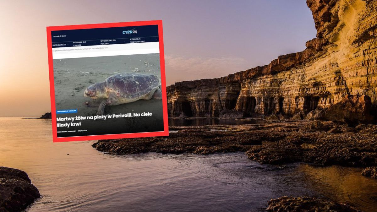 Martwy żółw na plaży w Perivolii