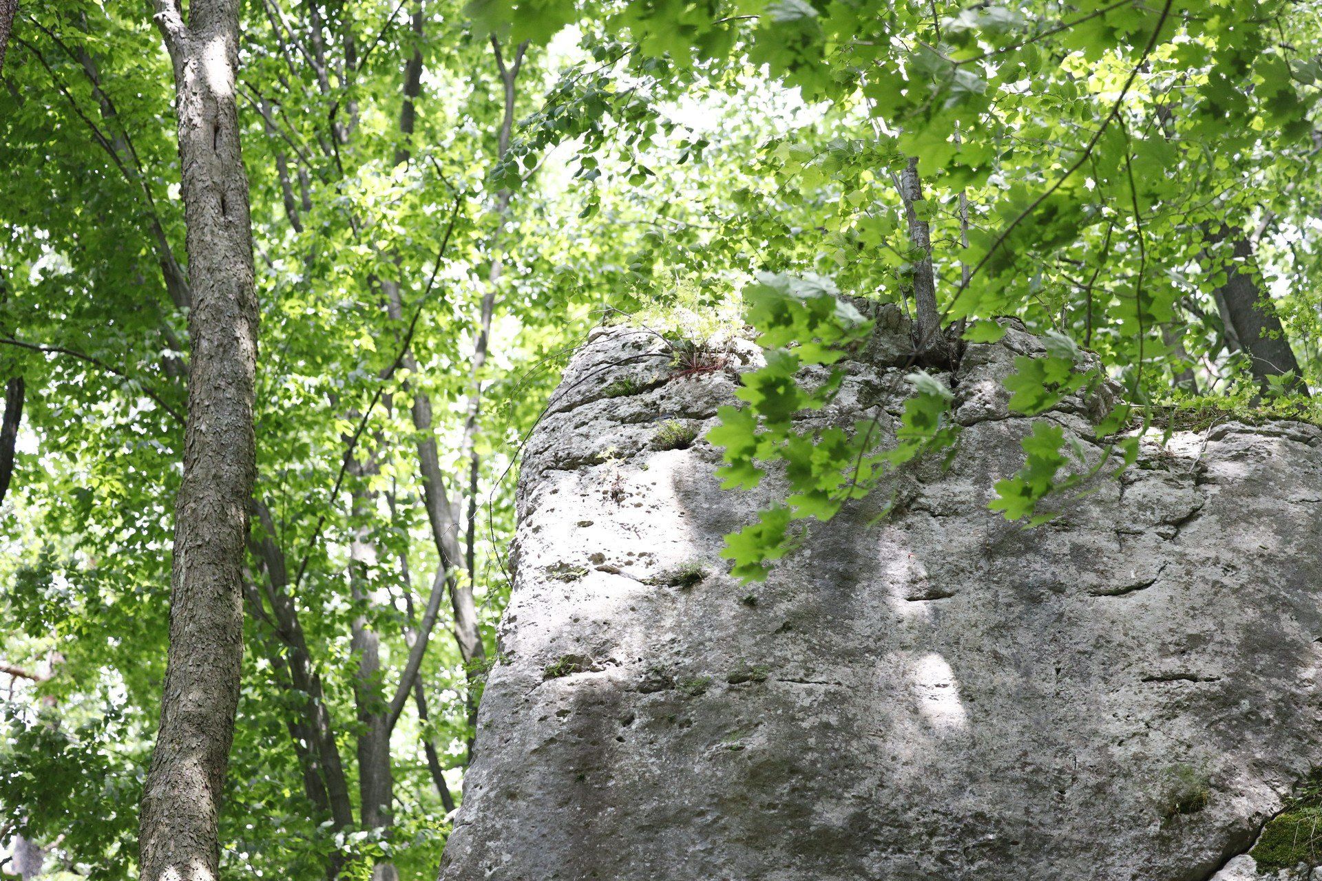 Rezerwat Parkowe