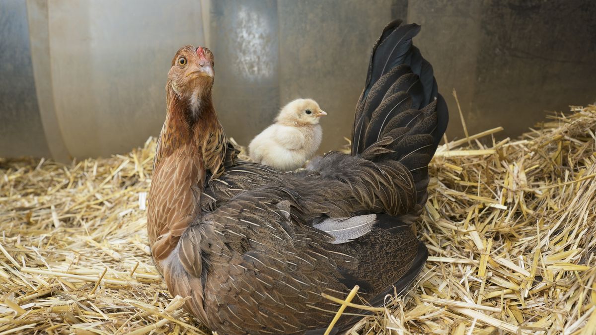 Krzyżówka o ptactwie domowym