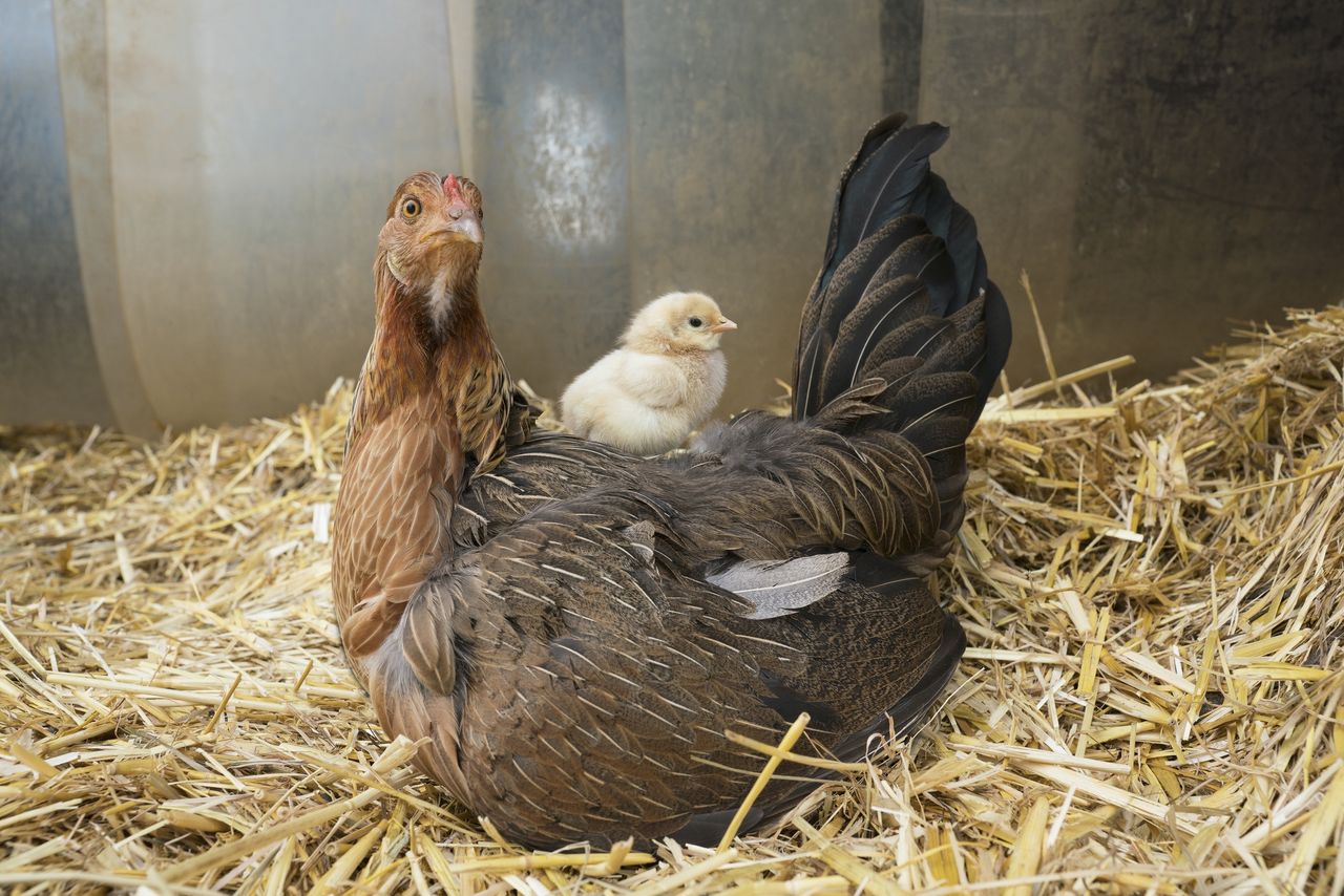 Krzyżówka o ptakach domowych. Sprawdź, ile wiesz